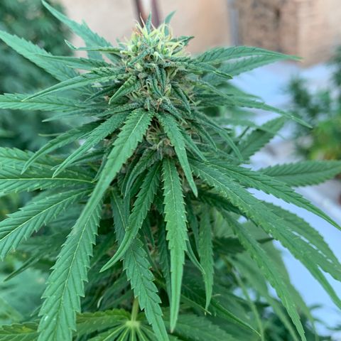 Banana waffels growlog timeline photo