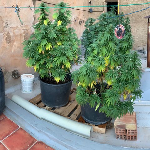 OG Kush growlog timeline photo