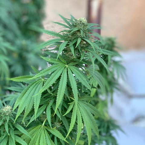 OG Kush growlog timeline photo