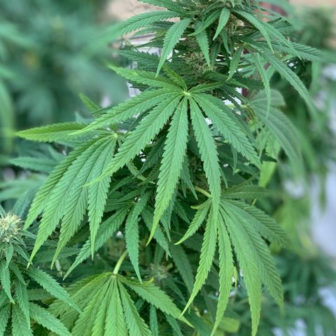 OG Kush growlog timeline photo