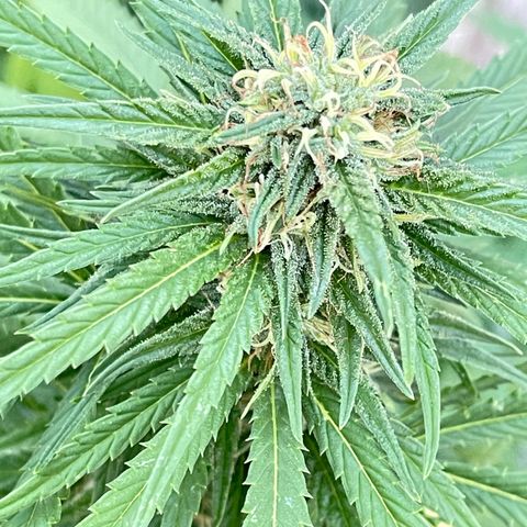 Banana waffels growlog timeline photo