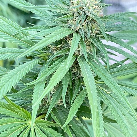 Banana waffels growlog timeline photo