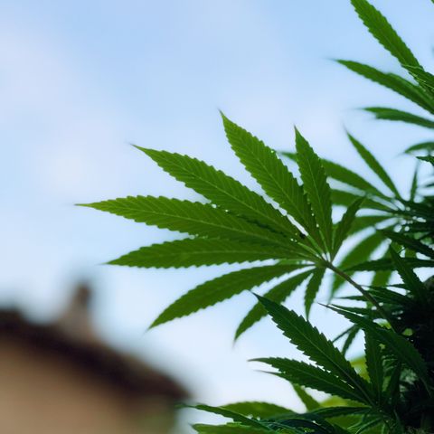 OG Kush growlog timeline photo