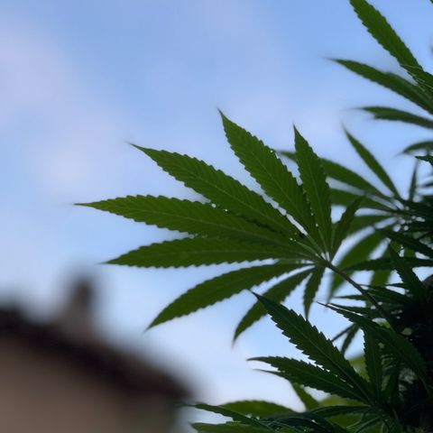 OG Kush growlog timeline photo