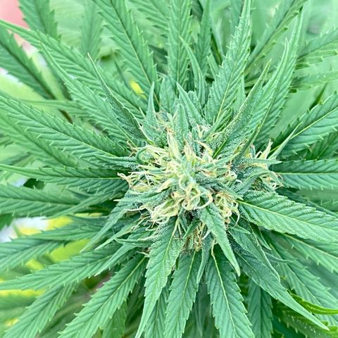 Banana waffels growlog timeline photo