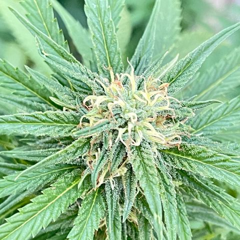 Banana waffels growlog timeline photo