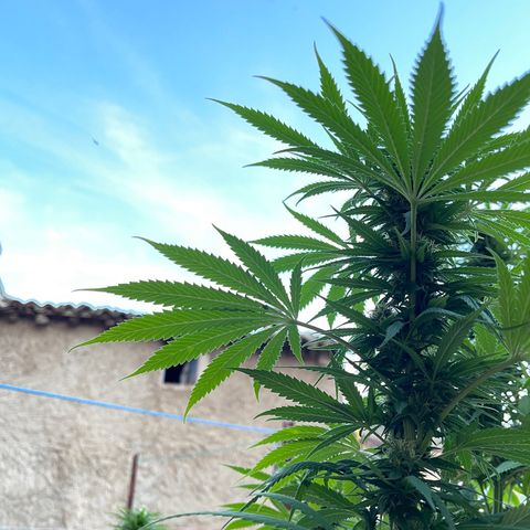 OG Kush growlog timeline photo
