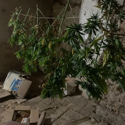 OG Kush growlog timeline photo