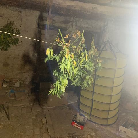 OG Kush growlog timeline photo