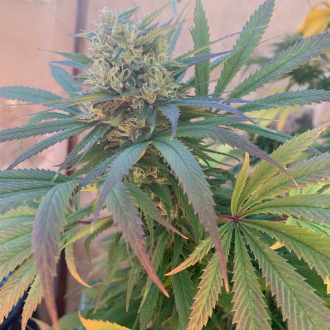 Banana waffels growlog timeline photo