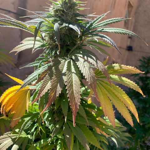 Banana waffels growlog timeline photo