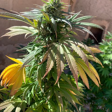 Banana waffels growlog timeline photo