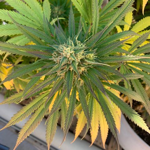 Banana waffels growlog timeline photo