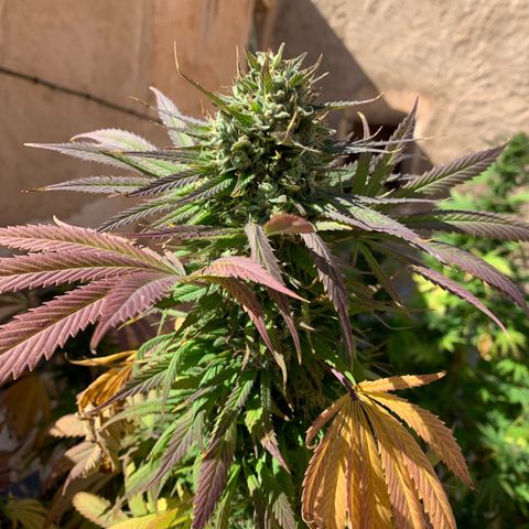 Banana waffels growlog timeline photo