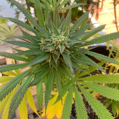 Banana waffels growlog timeline photo