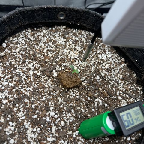 Winter growlog photo: Day 4