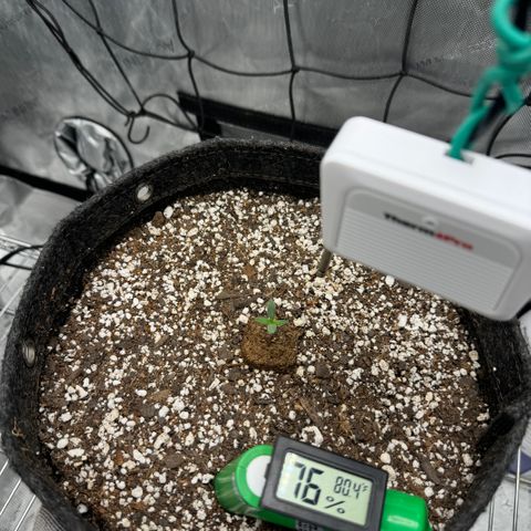 Winter growlog photo: Day 5
