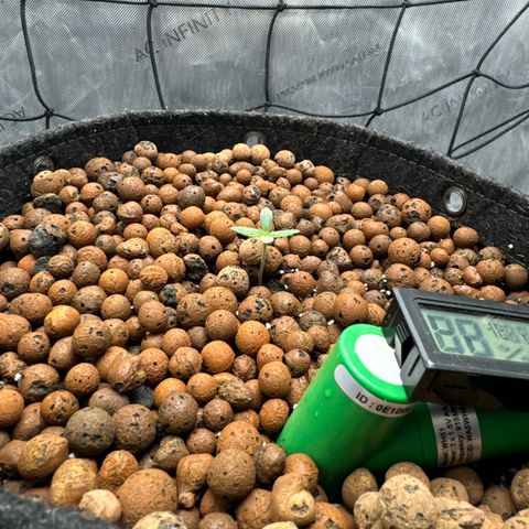 Winter growlog photo: Day 6