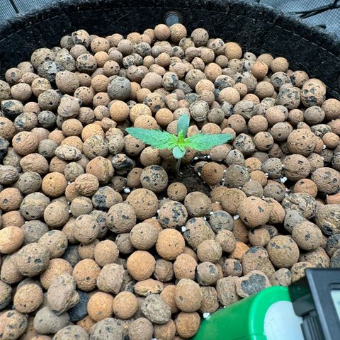 Winter growlog photo: Day 8