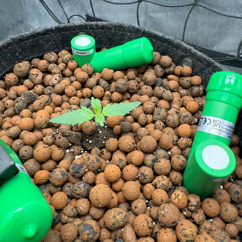 Winter growlog photo: Day 10