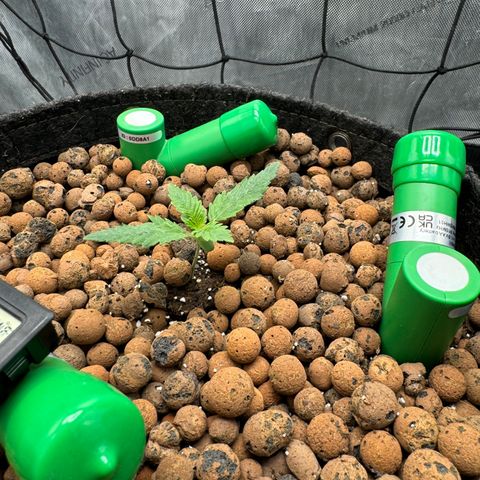 Winter growlog photo: Daily photo
