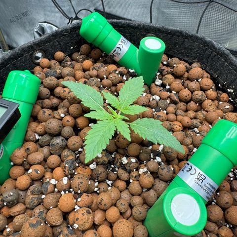 Winter growlog photo: Day 12