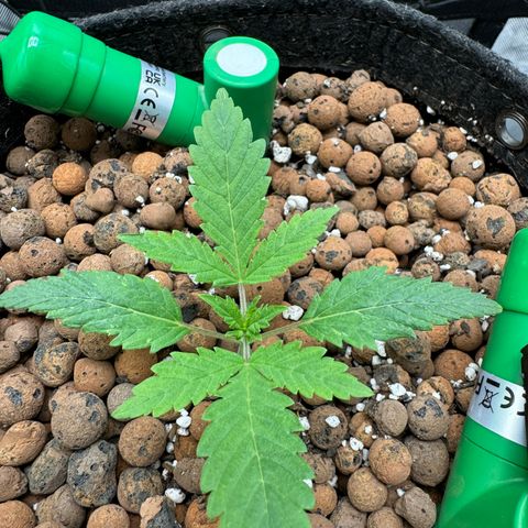 Winter growlog photo: Daily photo
