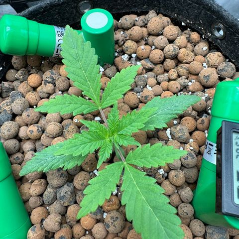 Winter growlog photo: Day 15