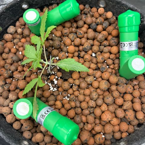 Winter growlog photo: Daily photo. Began LST. Trimmed under leaf.