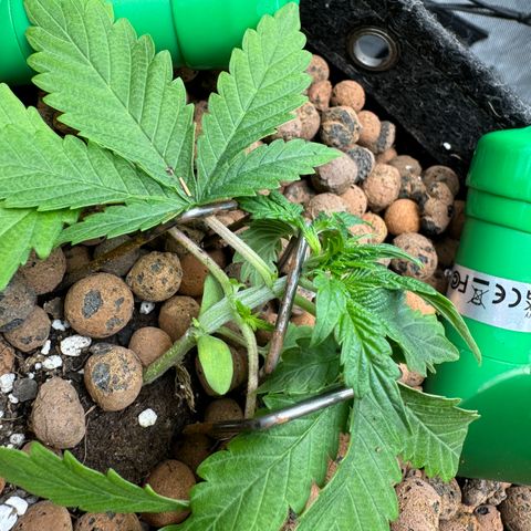 Winter growlog photo: LST photo new nodes
