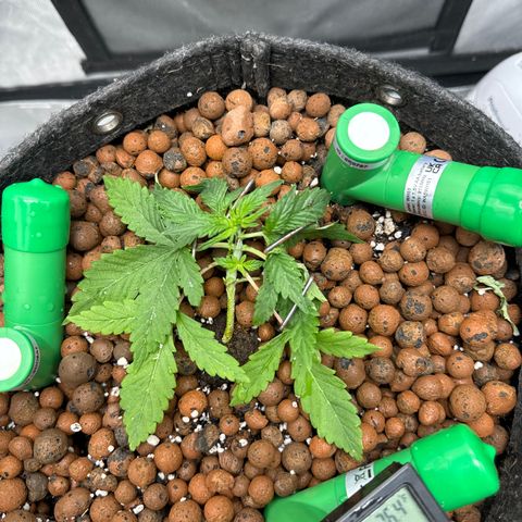Winter growlog photo: Stil applying LST getting the new nodes some happy light