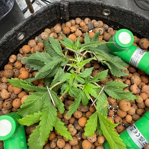 Winter growlog photo: Full veg week 1