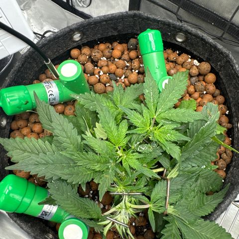 Winter growlog photo: Day 35
