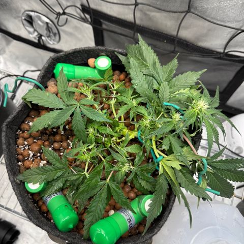 Winter growlog photo: Week 7 veg