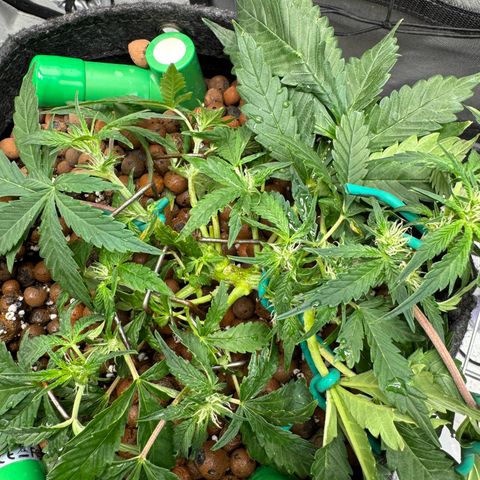 Winter growlog photo: Week 7 veg