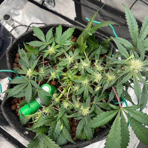 Winter growlog timeline photo