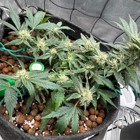 Winter growlog photo: Day 52