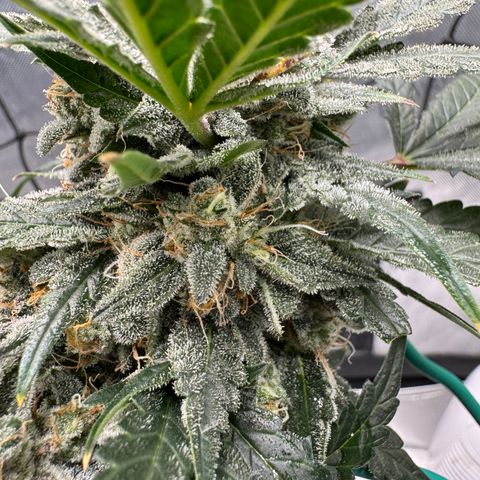 Winter growlog photo: Day 69
