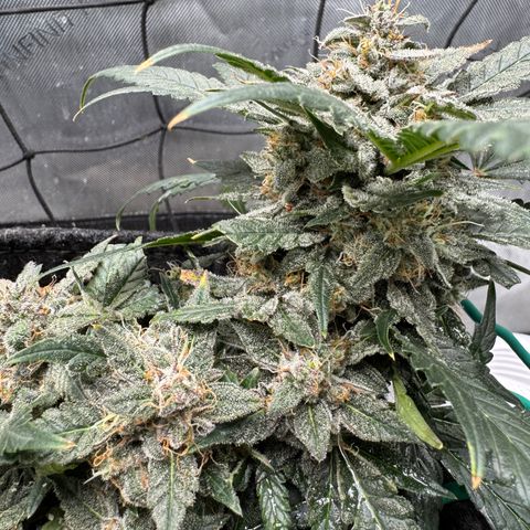 Winter growlog photo: Day 69