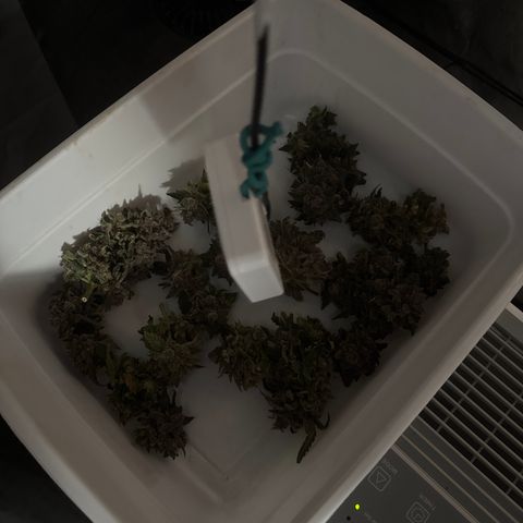 Winter growlog photo: Harvest