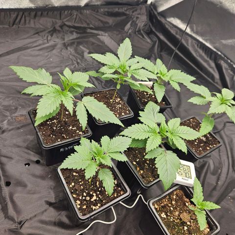 Runtz Muffin growlog timeline photo