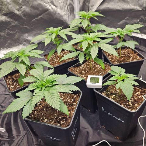Runtz Muffin growlog timeline photo