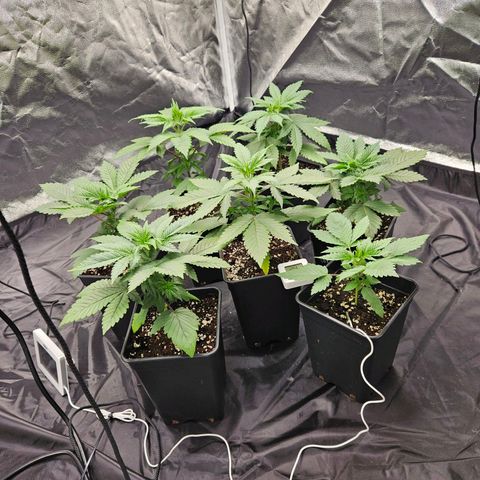 Runtz Muffin growlog timeline photo