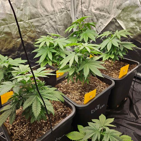 Runtz Muffin growlog timeline photo
