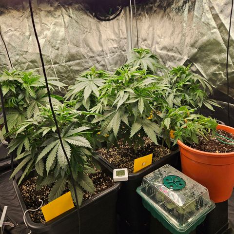 Runtz Muffin growlog timeline photo