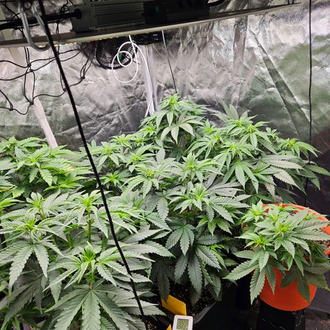 Runtz Muffin growlog timeline photo