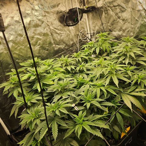 Runtz Muffin growlog timeline photo