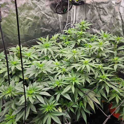 Runtz Muffin growlog timeline photo