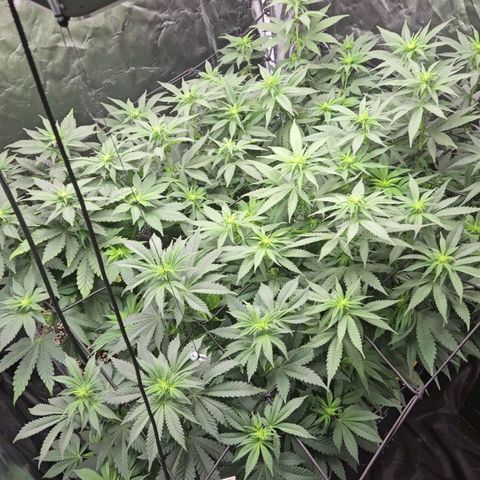 Runtz Muffin growlog timeline photo