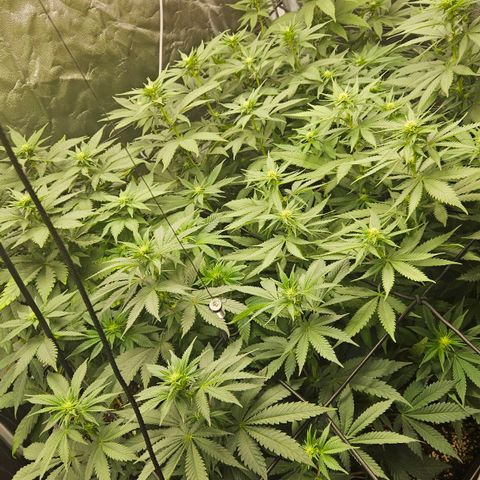 Runtz Muffin growlog timeline photo